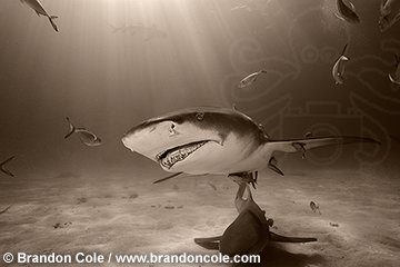 sepia toned Lemon Shark photograph, image code pk11269-D, horizontal