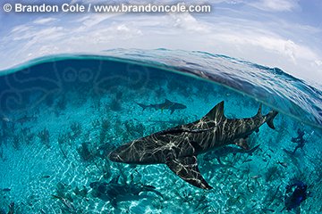 pk11663-D. Lemon Shark stock photo, horizontal format, split view, Bahamas