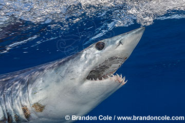 	YB0191-D. Shortfin Mako Shark (Isurus oxyrinchus) grows to over 12 feet long and over 1200 pounds. Fastest swimming species of shark capable of short bursts of speed up to 46mph and can leap high out of water. A highly migratory species. A top predator in the open ocean in tropical and warm temperate waters worldwide that feeds on squid tuna swordfish other sharks and marine mammals. Has a very strong bite and slender wicked teeth. Listed as endangered by the IUCN. Baja Mexico Pacific Ocean. Photo Copyright © Brandon Cole. All rights reserved worldwide. www.brandoncole.com