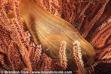 bh1372. eggcase of Swell Shark (Cephaloscyllium ventriosum) attached to gorgonian