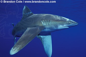 ej51. Oceanic Whitetip Shark (Carcharhinus longimanus), a dangerous open ocean species