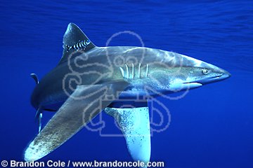 ej51. Oceanic Whitetip Shark (Carcharhinus longimanus), a dangerous open ocean species