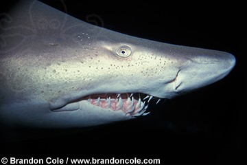 ep98. Sand Tiger Shark (Eugomphodus taurus), also known as Gray Nurse Shark (Carcharias taurus and Odontaspis taurus). Despite appearance this shark is not dangerous