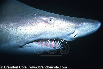 ep98. Sand Tiger Shark (Eugomphodus taurus), also known as Gray Nurse Shark (Carcharias taurus and Odontaspis taurus). Despite appearance this shark is not dangerous