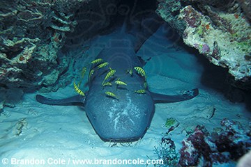 li4794. Tawny Nurse Shark (Nebrius ferrugineus) resting on bottom in cave. Previously known as (Nebrius concolor) and (Referred cirratum).
