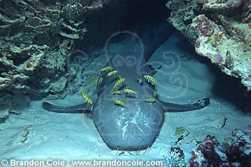 li4794. Tawny Nurse Shark (Nebrius ferrugineus) resting on bottom in cave. Previously known as (Nebrius concolor) and (Referred cirratum).
