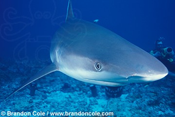 lv4. Silvertip Shark (Carcharhinus albimarginatus). underwater high resolution photography