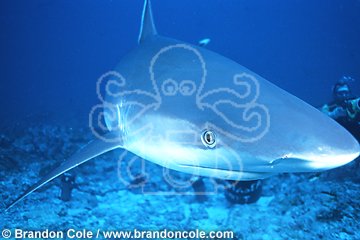 lv4. Silvertip Shark (Carcharhinus albimarginatus)