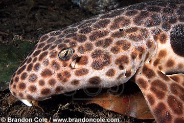 mn420. Epaulette Shark (Hemiscyllium freycineti)