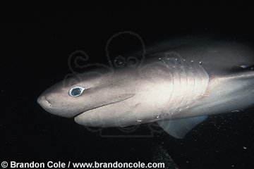 mz1. Bluntnose Sixgill Shark (Hexanchus griseus). A deep water primitive species. Note 6 gill slits. Modern sharks have 5.