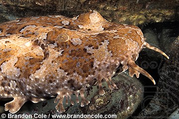 ne257. Ornate Wobbegong Shark (Orectolobus ornatus). member of the carpet shark family