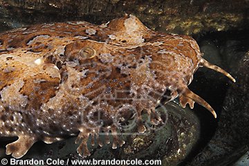 ne257. Ornate Wobbegong Shark (Orectolobus ornatus)