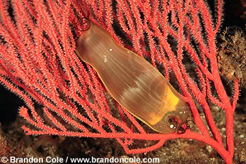 pq50085-D. eggcase of Swell Shark (Cephaloscyllium ventriosum) attached to gorgonian