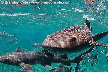 nr1173-D. Atlantic Nurse Shark (Ginglymostoma cirratum). Shark Ray Alley, part of the Hol Chan Marine Reserve, Belize, central America.