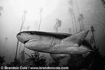 qm79278-D. black and white photo of Broadnose Sevengill Shark (Notorhynchus cepedianus). Photo Copyright © Brandon Cole.