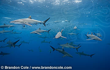 Carcharhinus falciformis dramatic horizontal photograph, showing dozens of sharks in open water, attacking baitball far offshore, video clip also available at www.brandoncole.com