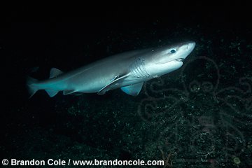 mz10. Bluntnose Sixgill Shark (Hexanchus griseus), Pacific Northwest.
