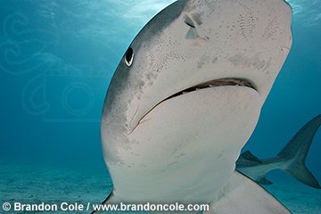pa0847-D. Tiger Shark (Galeocerdo cuvier). Bahamas, Atlantic Ocean.