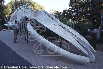 lz8. Blue Whale, skeleton