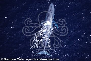 mq38. Blue Whale (Balaenoptera musculus), aerial view. California, USA, Pacific Ocean.