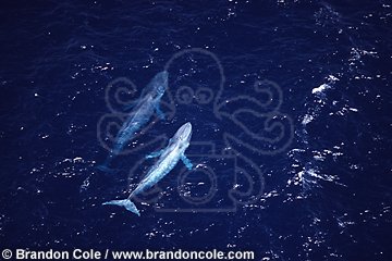 mq64. Blue Whale, aerial view