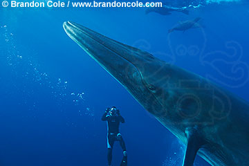 qf3181-D. Bryde's Whale (Balaenoptera brydei) and underwater photographer. Pacific Ocean. Photo Copyright © Brandon Cole.