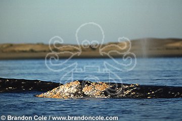 jn968. Gray Whale, barnacle covered head breaks surface
