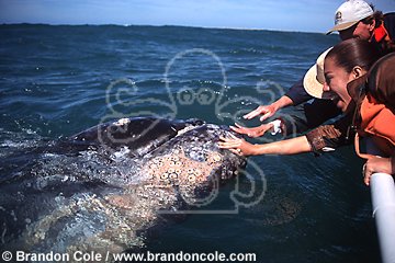 lu20. Gray Whale, touched on snout by lucky woman