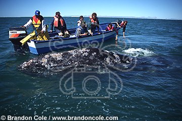 lu43. Gray Whale (Eschrichtius robustus), alongside whale-watching boat. Baja, Mexico, Pacific Ocean.