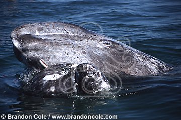 lu47. Gray Whales, calf resting chin on mother's snout