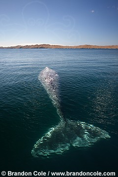 pr7033-D. Gray Whale (Eschrichtius robustus) resting at surface. Magdalena Bay, Baja, Mexico, Pacific 