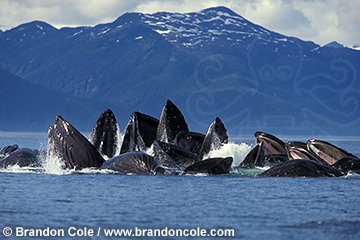 km11199. Humpback Whales, bubble-net feeding on herring