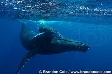 nn0009-D. Humpback Whales (Megaptera novaeangliae), mother and young calf. tropical Pacific Ocean