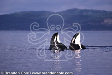 ly2. Orcas (Killer Whales), two spyhopping