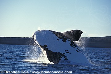 lp6318. Southern Right Whale, breaching. Surprisingly acrobatic for its size