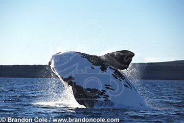 lp6318. Southern Right Whale, breaching