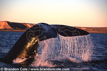 lp6327. Southern Right Whale, tail flukes at sunset