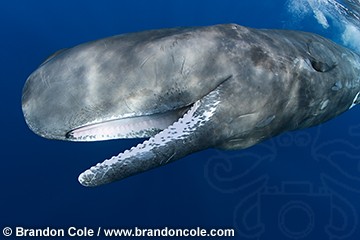pf0247-D. curious Sperm Whale opens mouth. Stock underwater still photos available for licensing