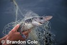 gm849. dead Spiny Dogfish Shark (Squalus acanthias). Killed in gill net. Very indiscriminate fishing method kills sea birds marine mammals fish turtles etc. Photo Copyright © Brandon Cole. All Rights Reserved
