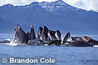 Dramatic image of many Humpback Whales bubble-net feeding in Alaska