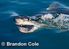 new hires digital capture of Great White Shark (Carcharodon carcharias) with mouth open just under the surface, photo made in South Africa