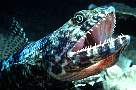 ea54-fish-13d,8b,4xiuc.tif