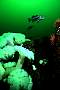 ft275-fish-13d,8b,4xiuc.tif