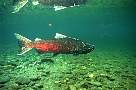 gx528-salmon-13d,8b,4xiuc.tif