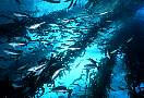 id1381-fish-13d,8b,4xiuc.tif