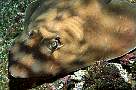 is891-fish-13d,8b,4xiuc.tif