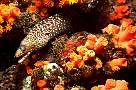 iy904-fish-13d,8b,4xiuc.tif