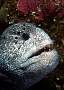 ka1317-fish-13d,8b,4xiuc.tif