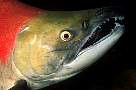 kf1574-salmon-13d,8b,4xiuc.tif