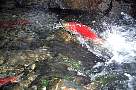 kf1581-salmon-13d,8b,4xiuc.tif